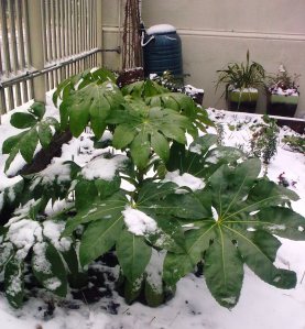 Shady fatsia snow 1.13 c