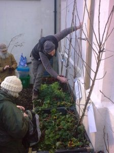 Bryn pruning day 2 c on beds