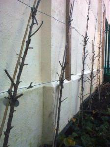 pruned trees c