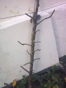 side pruning