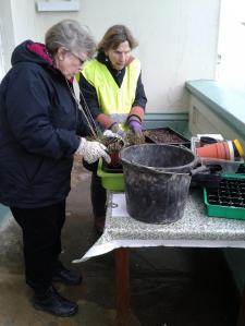 Big dig 16.3.13 on terraces