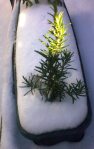 Rosemary in snow 12.3.13