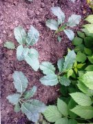 Cavalo nero seedlings