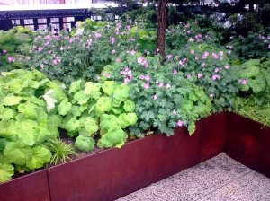 Highline geranium bed