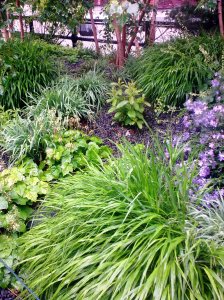 Highline grasses and heuchera green
