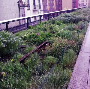 Highline herbaceous cropped