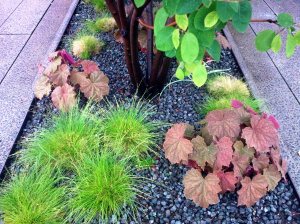 Highline heuchera and lime grass 2