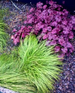 Highline heuchera and lime grass