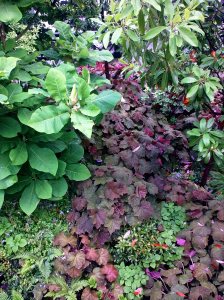 Highline heuchera