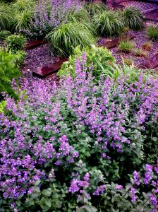 Highline nepeta cu