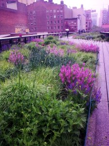 Highline perennial field 4