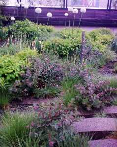 Highline purple sedum alliums