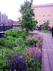 Highline salvias