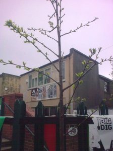 Our plum tree 4.5.13