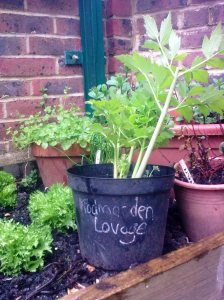 Todmorden lovage w label