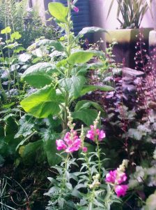 snap dragons 11.6.13