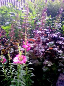 snap dragons 2 11.6.13