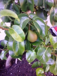 Beurre Hardy 11.8.13