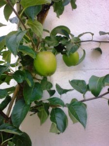 Saltcote Pippin 11.8.13