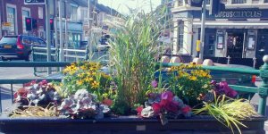 Circus circus planter 9.13 1