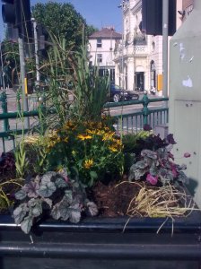 Circus circus planter 9.13 2