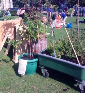 LRSP raspberry canes in the Borrowed Garden