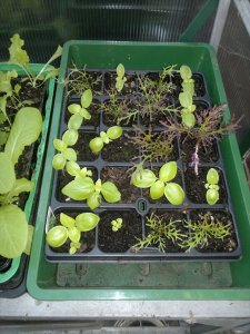 Basil seedlings 11.13