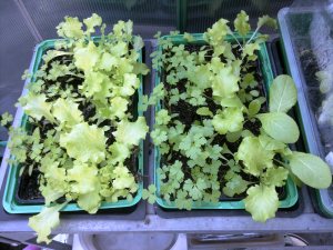 Lettuce and parsely 11.13