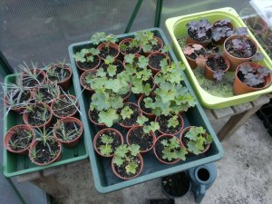 Pinks geraniums verbena b cuttings 11.13