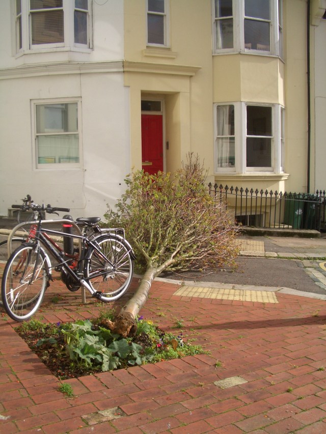Tree down and bike