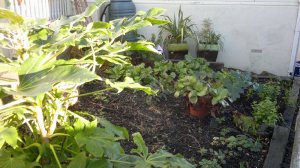 Shady from acanthus Jan 14