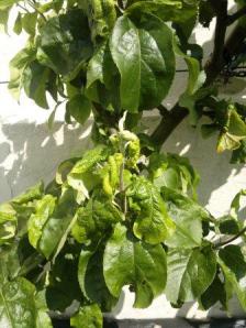 apple tree leaves aphids