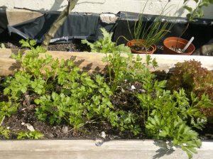 Parsely by apple trees