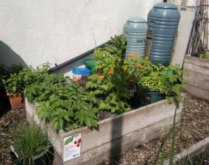 Potatoes in west bed 2 c