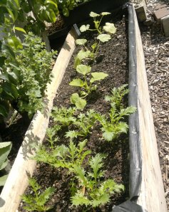 Salad and courgette in apple bed