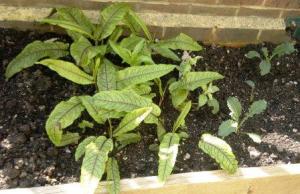 Sorrel cavalo shady bed