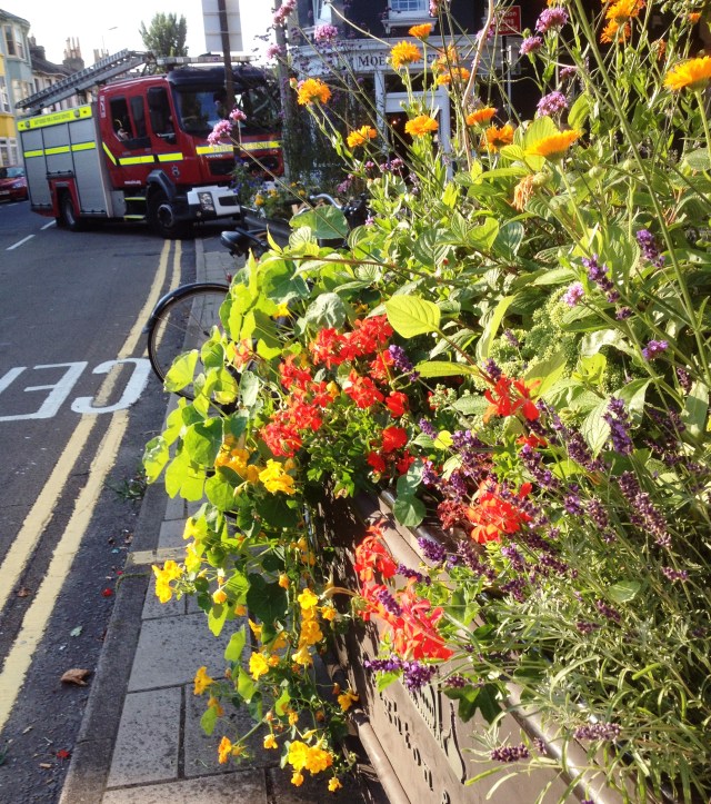 Formal planter nasturtium fire engine 8.14
