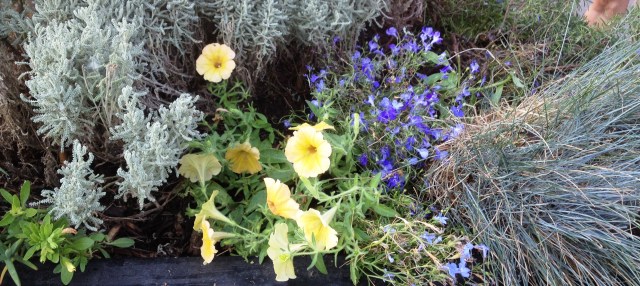 Seaside 8.14 yellow blue