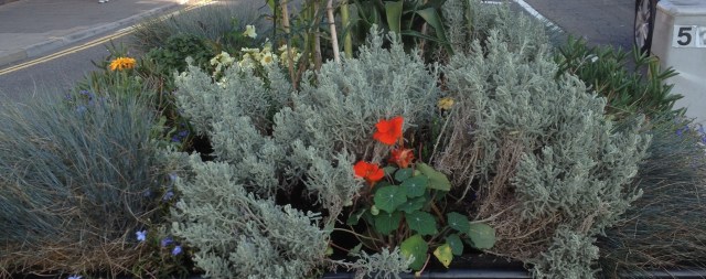 Seaside orange nasturtium 8.14