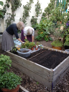 Daphne and Marlene at our new seed bed while Sara tends the tomato plants