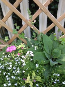 Platplant south foxglove 8.14