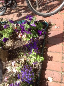 The rogue coriander again 8.14