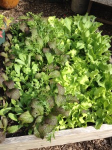 Lettuce bed 2014
