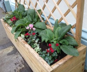 Lush foxgloves in Nick's planter - to flower in the spring?
