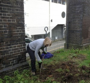 Removing nettles on Brighton Greenway