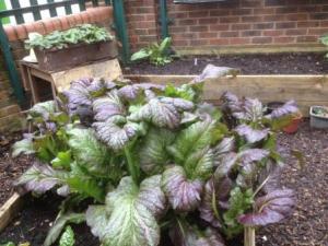 Overwintered oriental mustard