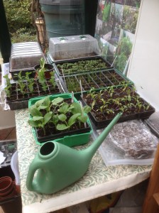 Our seedlings