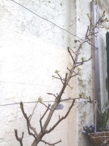 Beurre Hardy pear in bu