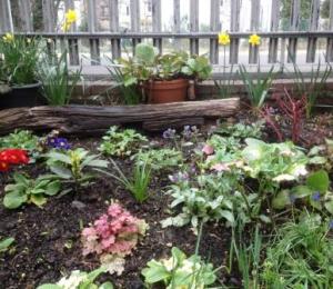 New cornus, emerging heuchera, daffs and polyanthus in shady triangle