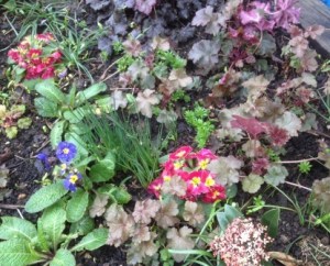 Polyanthus and heuchera in the shady triangle